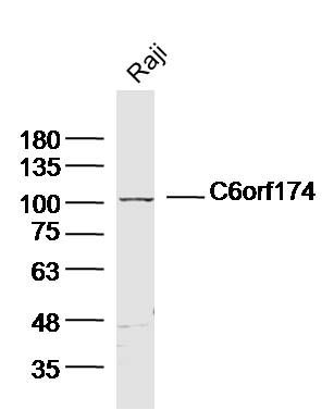 C6orf174 antibody