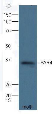 Proteinase-activated receptor 4/PAR4 antibody