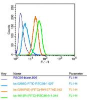 NeuN神经元核抗原抗体