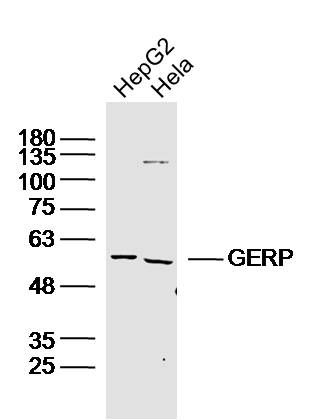 GERP antibody