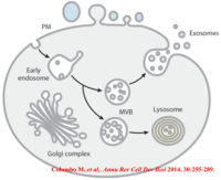 外泌体整体研究方案