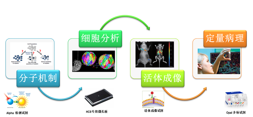 从分子机制-细胞分析-活体成像-定量病理提供纳米医药研究方案