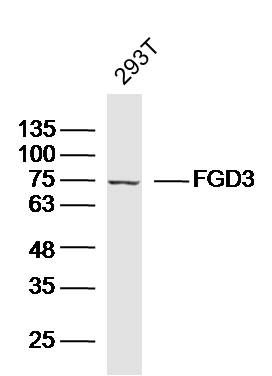 FGD3蛋白抗体