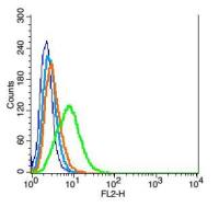 C3orf17 antibody