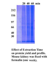 Minute™ 石蜡包埋组织蛋白提取试剂盒