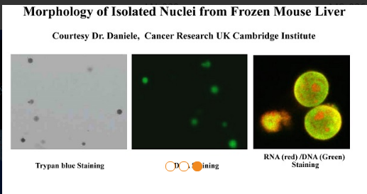 Minute™ 无表面活性剂完整的核分离试剂盒