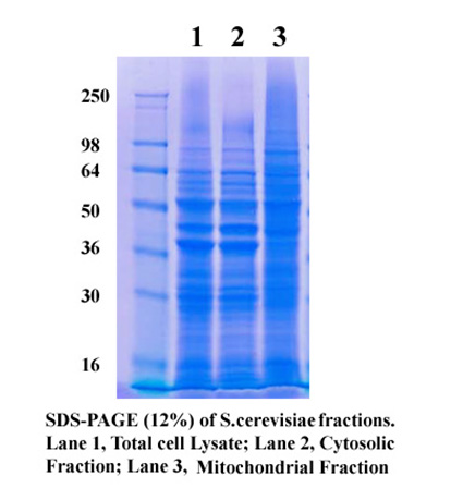 Minute™ 酵母线粒体分离试剂盒