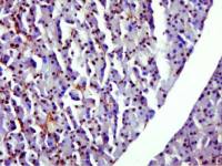 GAPDH(3E12)-Loading Control antibody