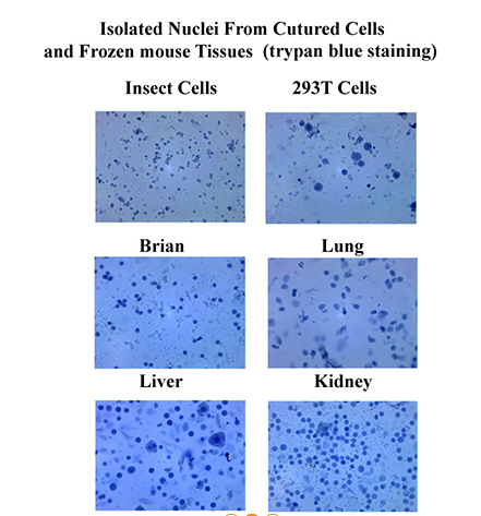 Minute™ 无表面活性剂完整的核分离试剂盒
