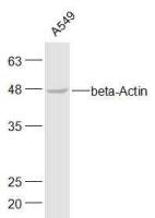 beta-Actin antibody