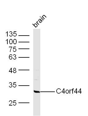 C4orf44 antibody