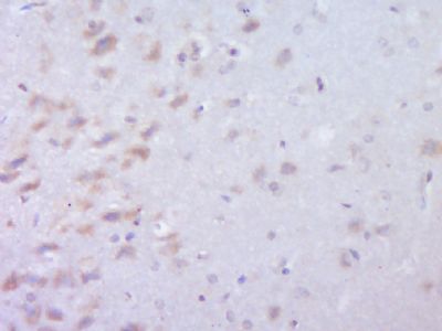 C22orf25 antibody