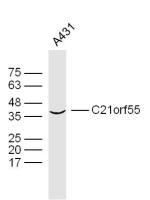 C21orf55 antibody