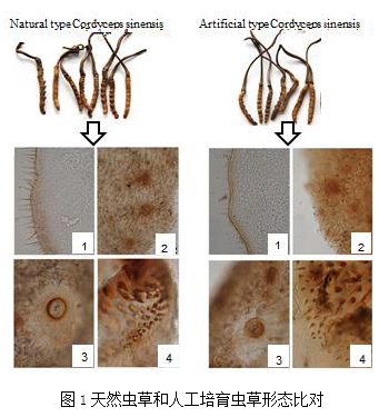 客户文章分享：天然和人工培育冬虫夏草的比较蛋白质学表征及其营养价值评估