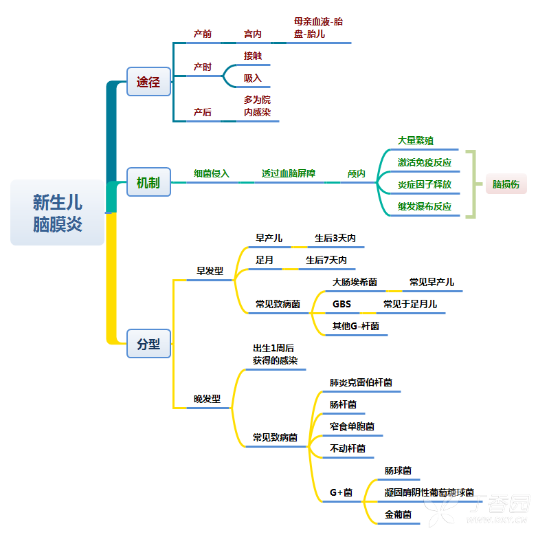 思维导图-新生儿脑膜炎 - 儿科专业讨论版 -丁香园论坛