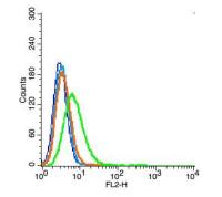 ATF6活化转录因子6抗体