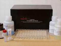 猪激动异构酶/细胞分裂素MB(CKMB)检测试剂盒