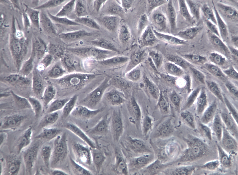 小鼠心肌细胞HL-1