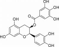 表儿茶素没食子酸酯HPLC≥98%
