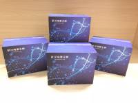 豚鼠单核细胞趋化蛋白4(MCP-4/CCL13)ELISA试剂盒