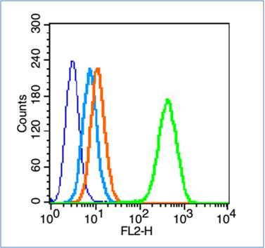 Phospho-Insulin Receptor (Tyr999) 磷酸化胰岛素受体抗体