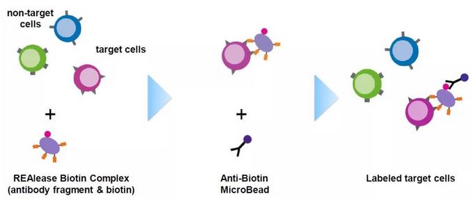 【新产品】REAlease Technology——Label-free的细胞分选方案 
