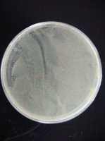 EGY48感受态细胞