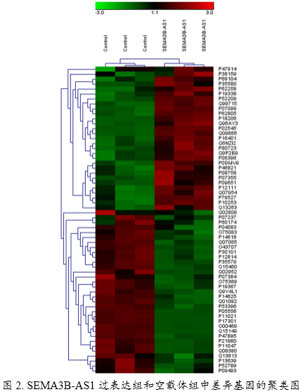 客户文章分享：应用定量蛋白质组学分析SEMA3B-AS1抑制人骨髓间充质干细胞成骨分化机制
