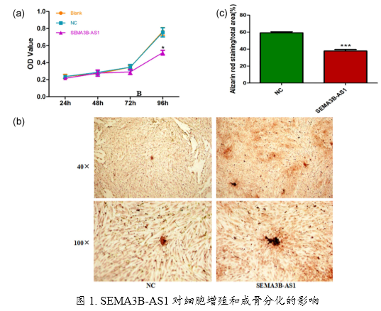 客户文章分享：应用定量蛋白质组学分析SEMA3B-AS1抑制人骨髓间充质干细胞成骨分化机制