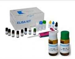 大鼠胰蛋白酶原-1 检测试剂盒