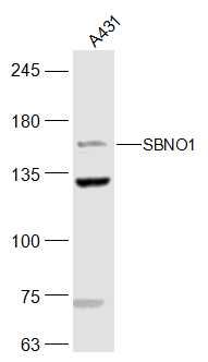 SBNO1蛋白抗体