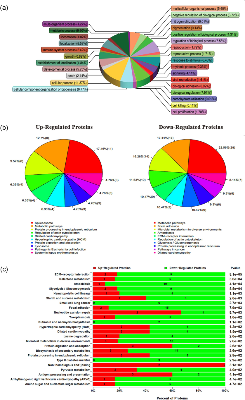 客户文章分享：应用定量蛋白质组学分析SEMA3B-AS1抑制人骨髓间充质干细胞成骨分化机制
