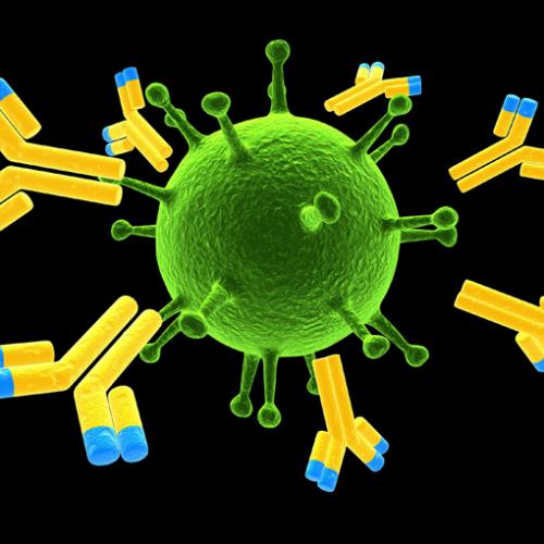 免疫球蛋白样结构域受体1抗体