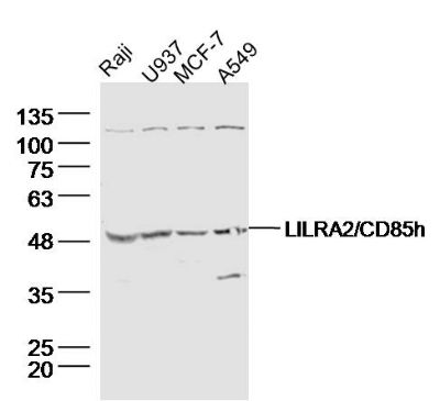 LILRA2/CD85h抗体