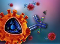 电压门控性钾通道蛋白Kv4.2抗体