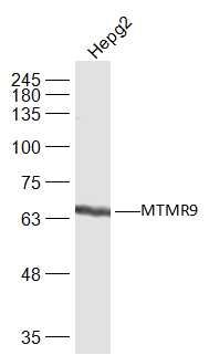 MTMR9肌微管素相关蛋白9抗体
