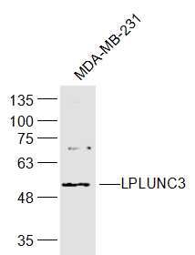 LPLUNC3鼻咽癌相关蛋白抗体
