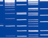 50×TAE DNA Electrophoresis Buffer 50×TAE电泳缓冲液