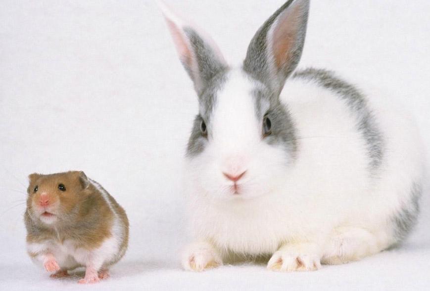 通用质控C线二抗/标记二抗