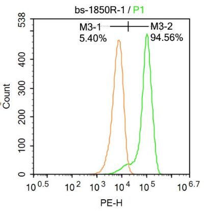 NR3C2/Mineralocorticoid receptor盐皮质激素受体抗体产品图