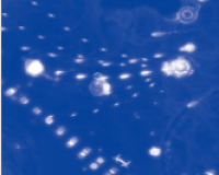 StarScript II First-strand cDNA Synthesis Mix With gDNA Remover