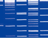Direct-load™ λ DNA/EcoR I Marker