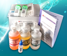 Hito Reticulin OptimStain PAP-Pen Kit网状纤维染色试剂盒