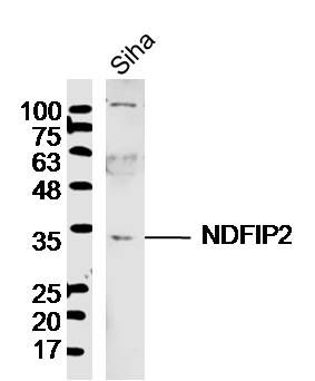NDFIP2抗体