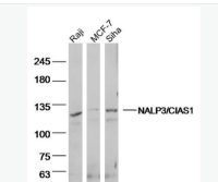 磷酸化细胞周期检查控制蛋白质抗体