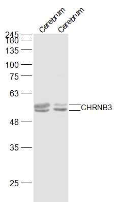 CHRNB3抗体