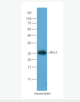Bcl-2抗体
