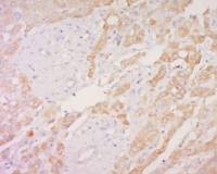 OATP2肝特异性有机阴离子转运蛋白LST1抗体