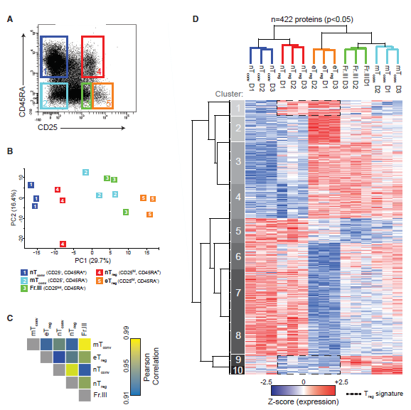 文献解读：人调节T细胞的蛋白质组学研究揭示其在保护细胞信号通路中的适应性