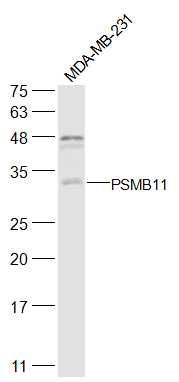 PSMB11蛋白酶体β亚基11抗体